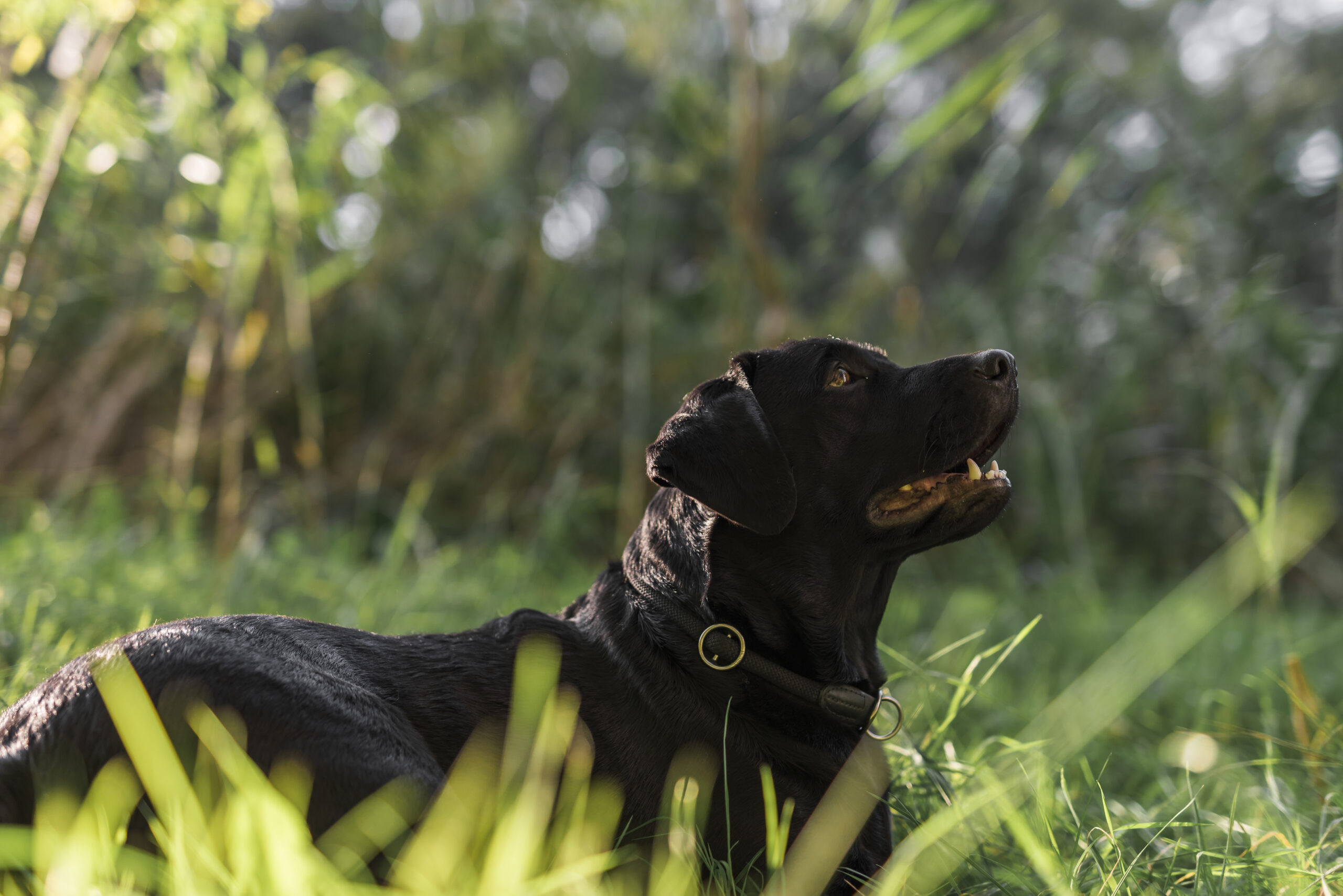 Afrobull is the Future of Hybrid Breeds: An In-Depth Look